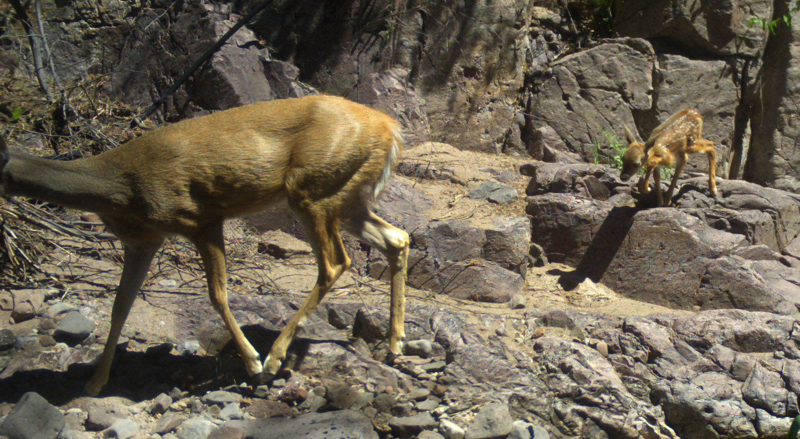 Wildlife, babies, Mexico